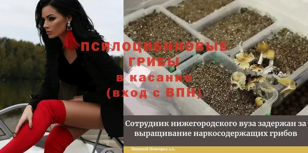 стаф Богородск
